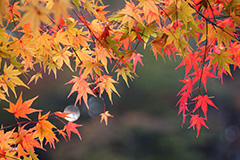 紅葉のオリジナルプリント