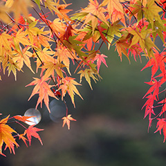 紅葉のフォト作品