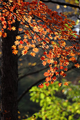 群馬の紅葉