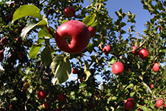 秋のリンゴ