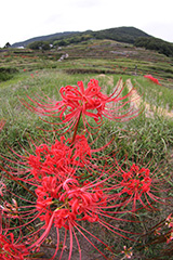 秋の中山千枚田