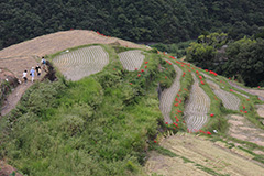 秋の中山千枚田