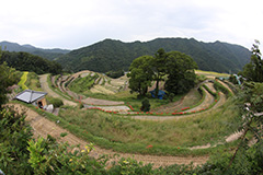 秋の中山千枚田