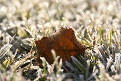 秋の霜