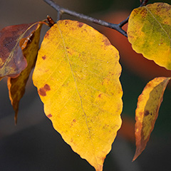 紅葉のフォト作品