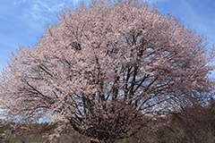 桜