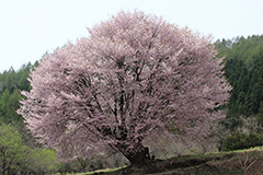 桜