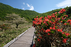 夏のレンゲツツジ