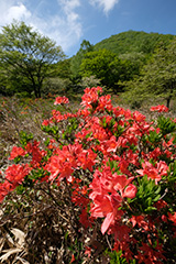 夏のレンゲツツジ