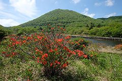 夏のレンゲツツジ