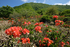 夏のレンゲツツジ