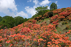 夏のレンゲツツジ