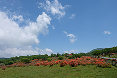 夏のレンゲツツジ