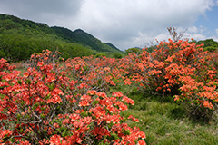 夏のレンゲツツジ