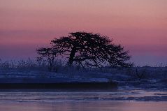 冬の夜明け