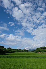 夏の水田