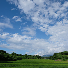 水田のフォト作品