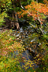 紅葉の渓流