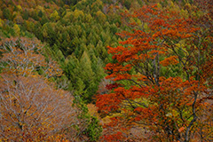 紅葉のオリジナルプリント