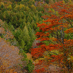 紅葉のフォト作品