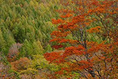 群馬の紅葉