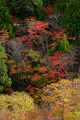 群馬の紅葉