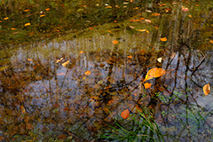 秋の沼地