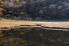 紅葉の覚満淵