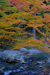 紅葉の桐生川