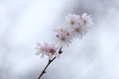 冬桜