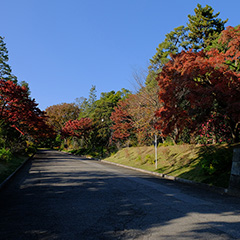 皇居乾通りのフォト作品