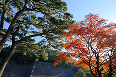 紅葉の皇居乾通り