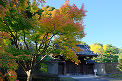 紅葉の皇居乾通り