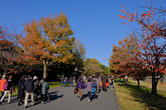 紅葉の皇居乾通り