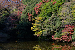 紅葉の皇居乾通り