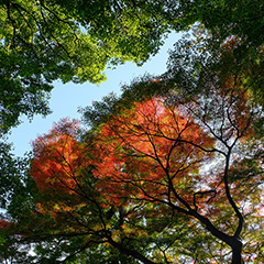 皇居のフォト作品