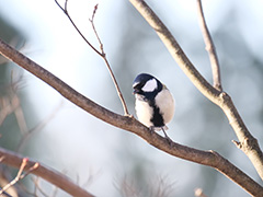 シジュウカラ