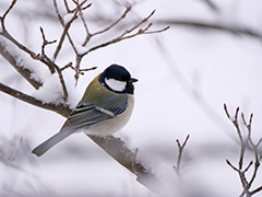 シジュウカラ