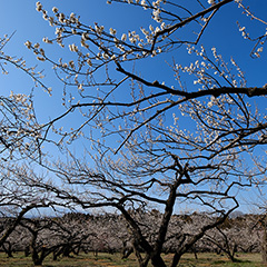 梅のフォト作品