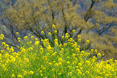 新緑の菜の花