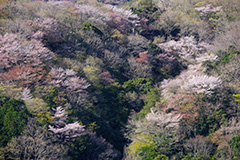 群馬の山桜