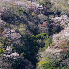 山桜のフォト作品