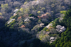 群馬の山桜