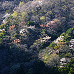 山桜のフォト作品