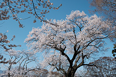 桜のオリジナルプリント