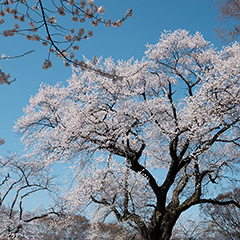 桜のフォト作品