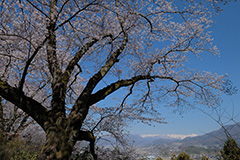 沼田公園の桜