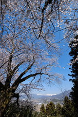 沼田公園の桜