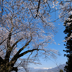 桜のフォト作品