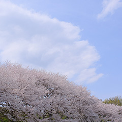 桜のフォト作品